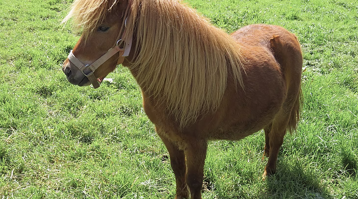 Pony Lisa © Larchergut