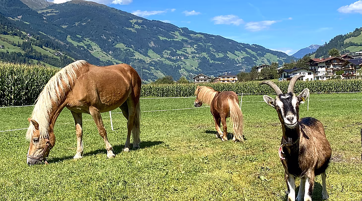 Pferde Nanny, Lisa und Ziege © Larchergut